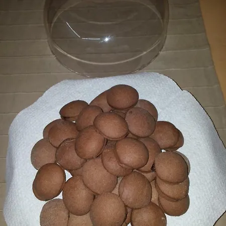 Tambien Pésaro